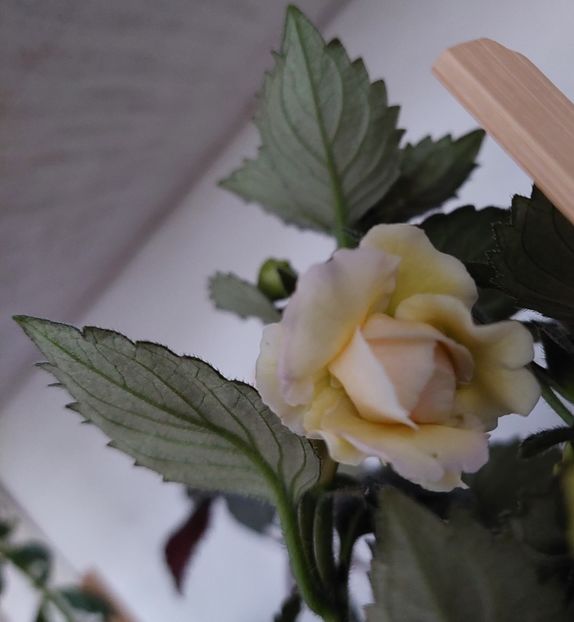  - BRID-S LUISA MARIA