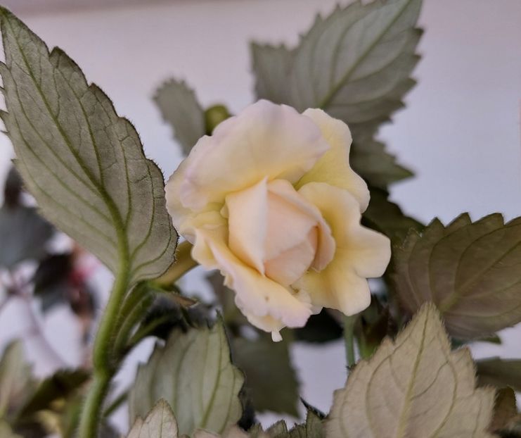  - BRID-S LUISA MARIA