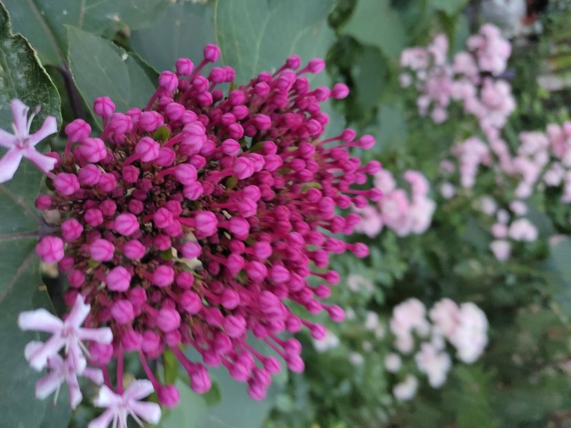Clerorodendron bungei - Grădina 2021