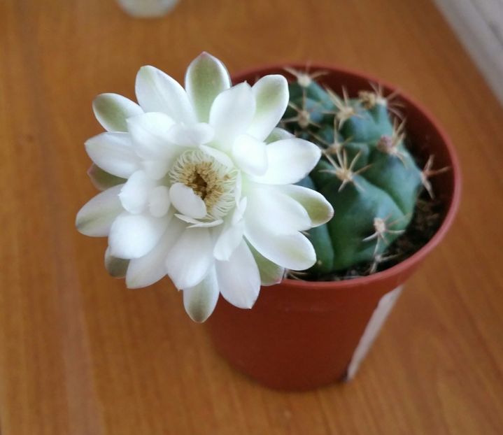 Gymnocalcyum - CACTUSI