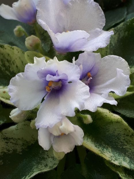  - ZZRobs Chilly Willy