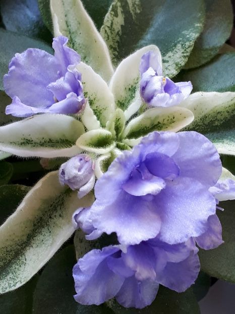  - ZZRobs Chilly Willy