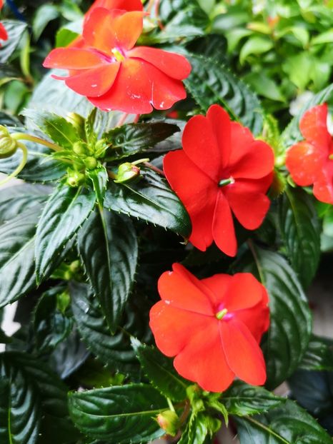 Impatiens - 0 0 2021