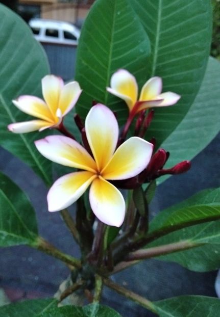  - Plumeria