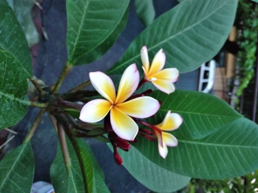  - Plumeria