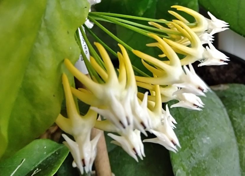 Multiflora - Hoya
