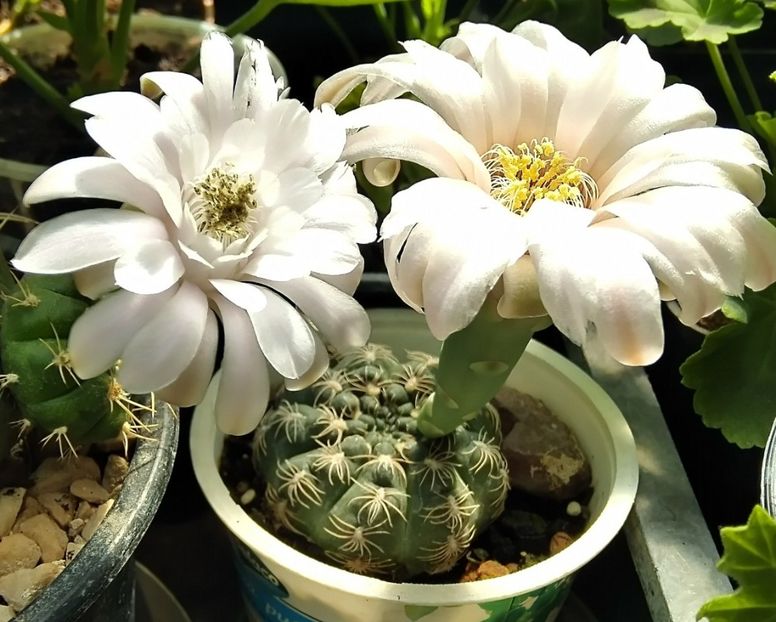  - Cactusi și suculente