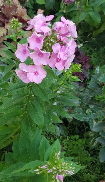 Phlox - Iulie 2021