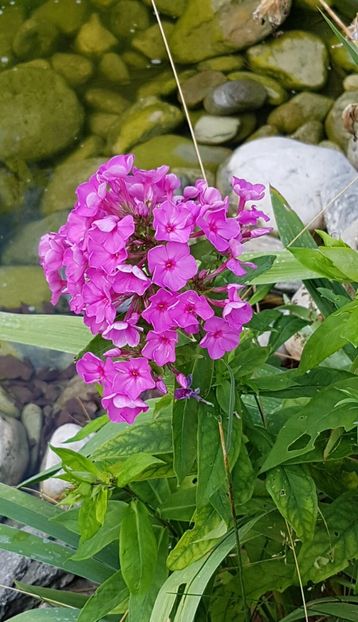 Phlox - Iulie 2021