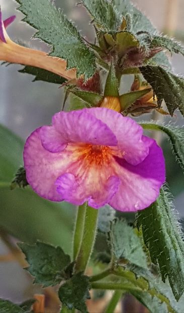Blueberry Lemon S - Achimenes 2021