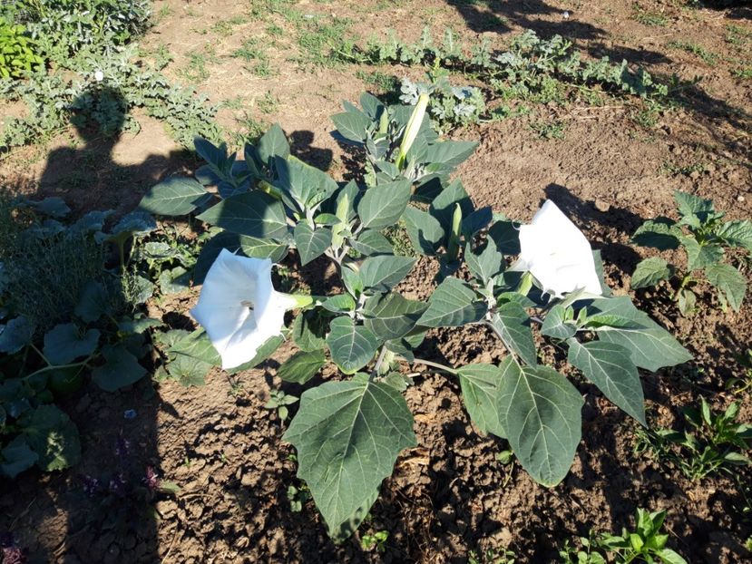  - Brugmasia si datura