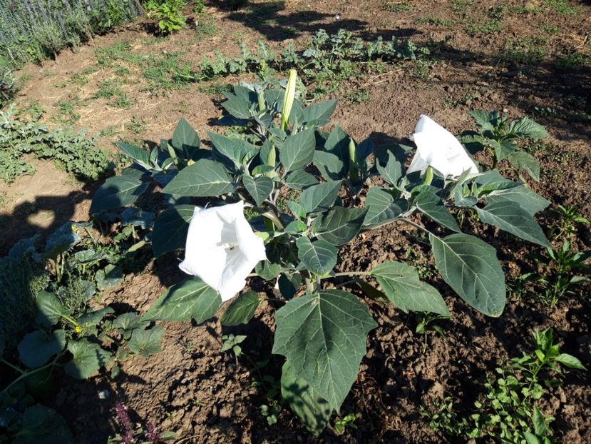  - Brugmasia si datura