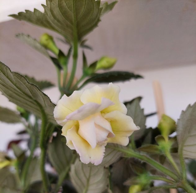  - BRID-S LUISA MARIA