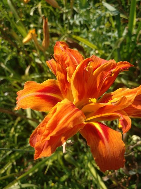  - HEMEROCALISI DE VÂNZARE ÎN 2021