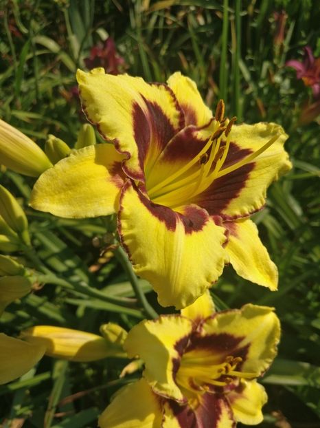  - HEMEROCALISI DE VÂNZARE ÎN 2021