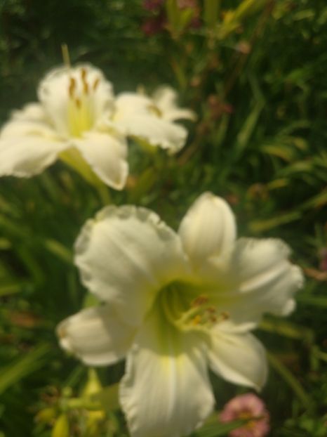  - HEMEROCALISI DE VÂNZARE ÎN 2021