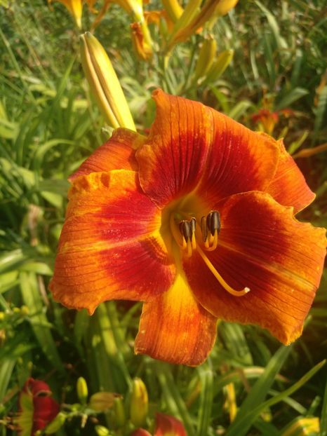  - HEMEROCALISI DE VÂNZARE ÎN 2021