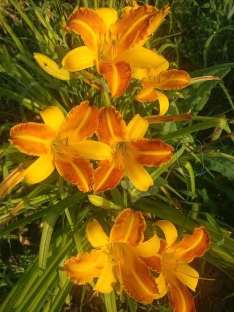  - HEMEROCALISI DE VÂNZARE ÎN 2021