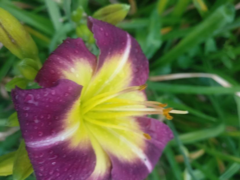  - HEMEROCALISI DE VÂNZARE ÎN 2021