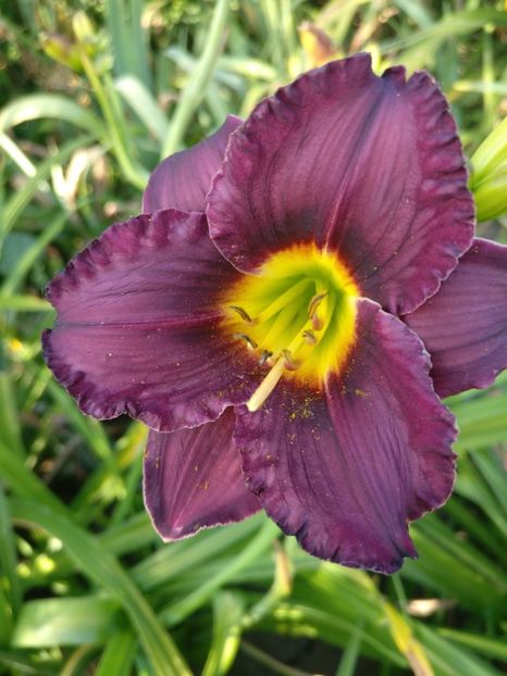  - HEMEROCALISI DE VÂNZARE ÎN 2021