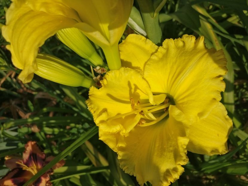  - HEMEROCALISI DE VÂNZARE ÎN 2021