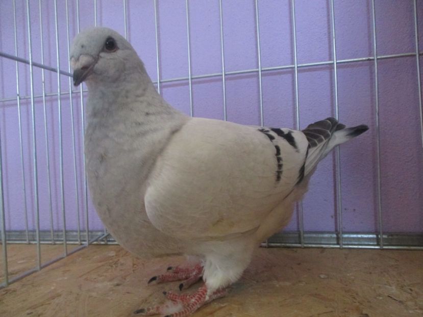 01045-21 - Tineret 2021