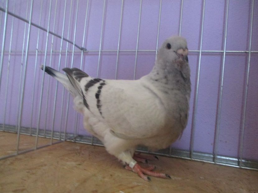 01046-21 - Tineret 2021