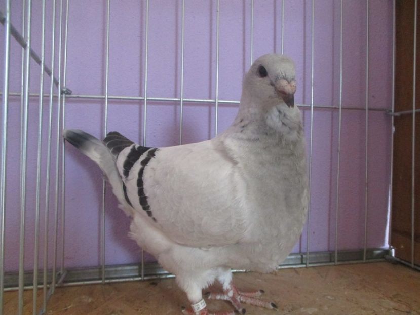 01047-21 - Tineret 2021