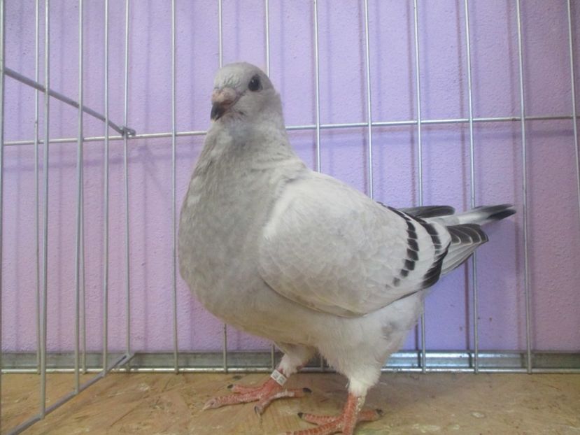 01048-21 - Tineret 2021