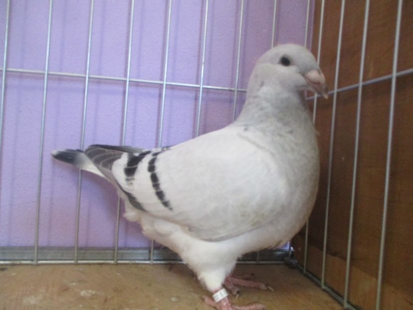 01049-21 - Tineret 2021