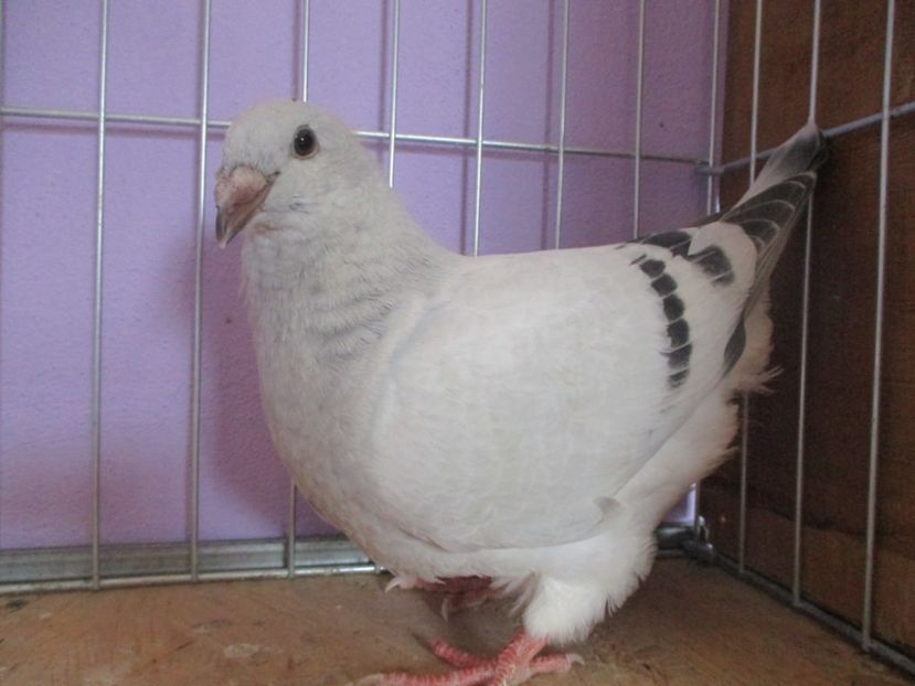 01050-21 - Tineret 2021