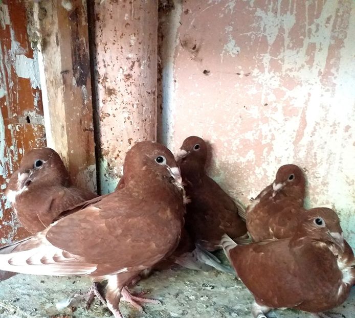  - CRAVATAȚI ROMÂNEȘTI