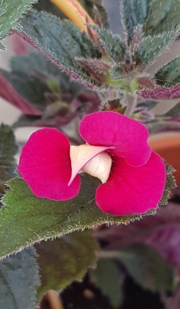 Lady in black - Achimenes 2021