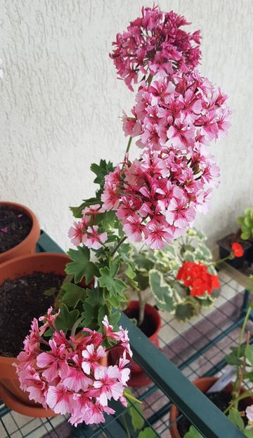  - Fairy Phlox pierduta 2023