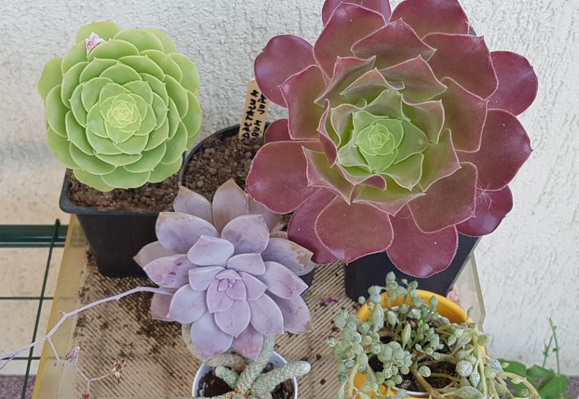 Culori - Cactusi si suculente 2020-2021-2022-2023- 2024