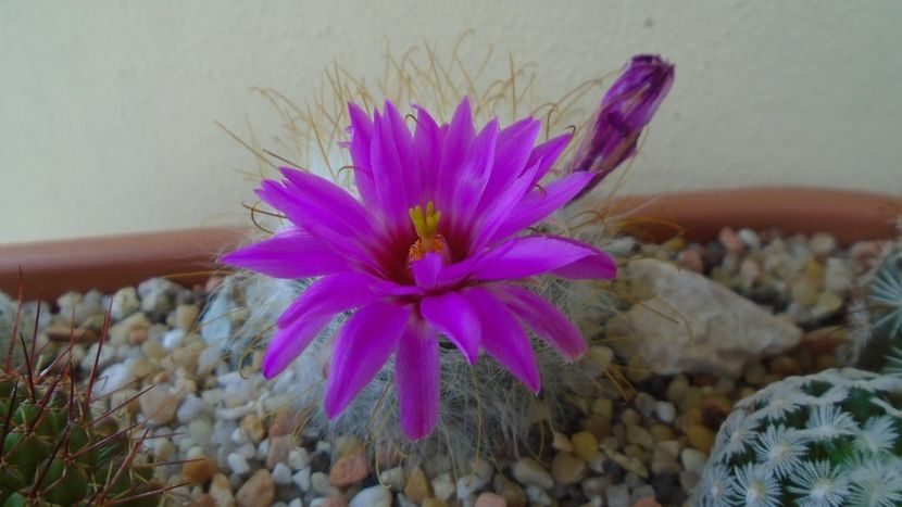 Mammillaria guelzowiana - Cactusi 2021