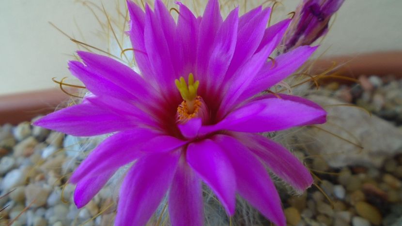 Mammillaria guelzowiana - Cactusi 2021