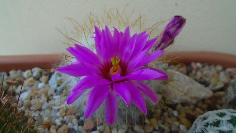 Mammillaria guelzowiana - Cactusi 2021