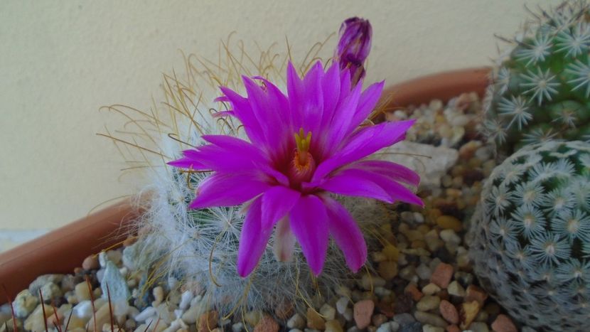 Mammillaria guelzowiana - Cactusi 2021