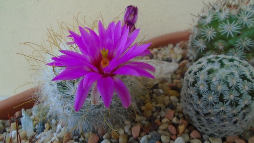 Mammillaria guelzowiana - Cactusi 2021