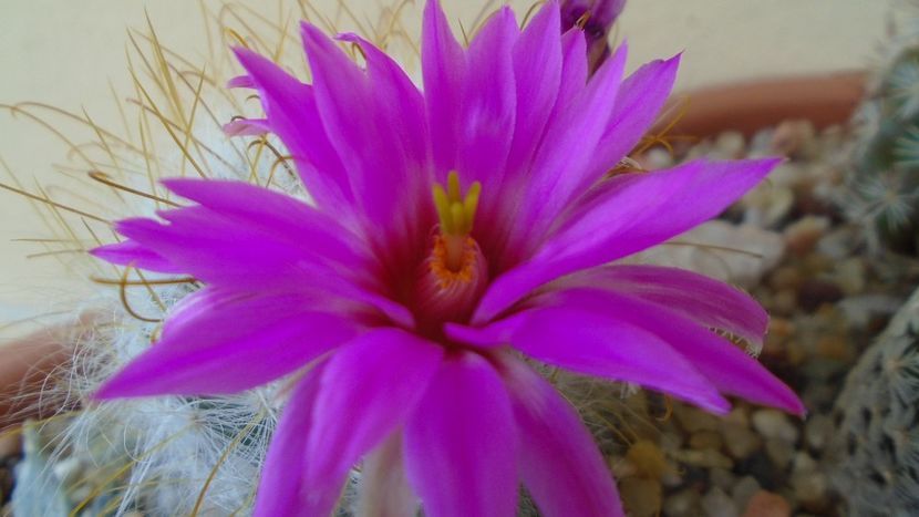 Mammillaria guelzowiana - Cactusi 2021