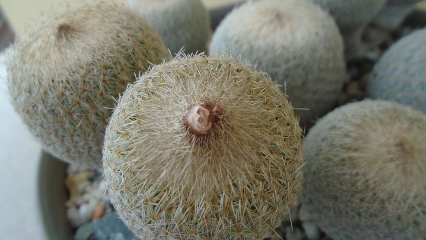 Grup de 9 Epithelantha - Cactusi 2021