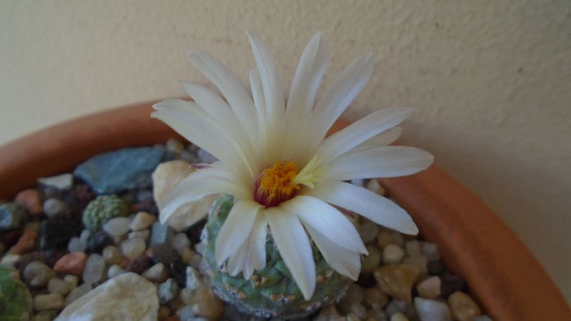 Strombocactus disciformis, Vizarron, Queretaro, Mx. - Cactusi 2021