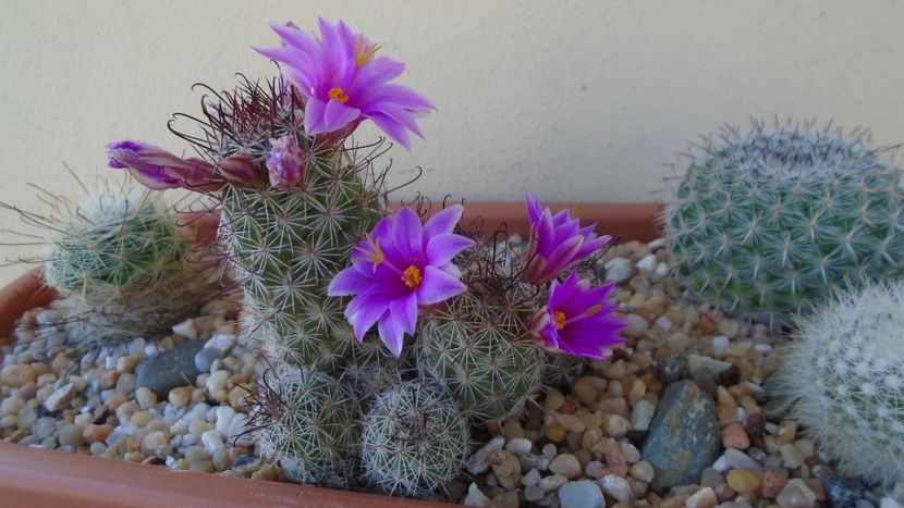Mammillaria grahamii ssp. sheldonii - Cactusi 2021