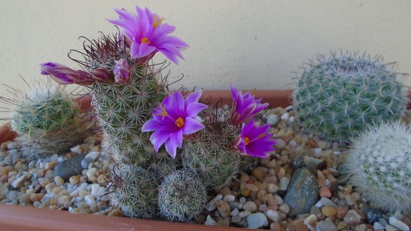 Mammillaria grahamii ssp. sheldonii - Cactusi 2021