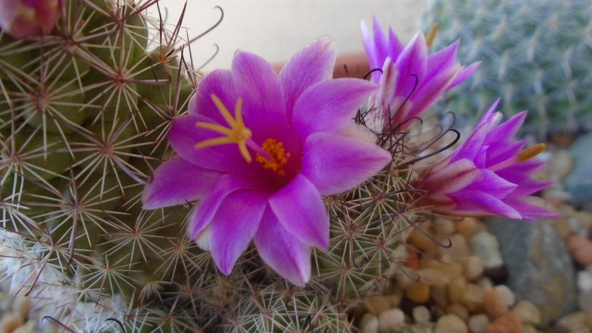 Mammillaria grahamii ssp. sheldonii - Cactusi 2021