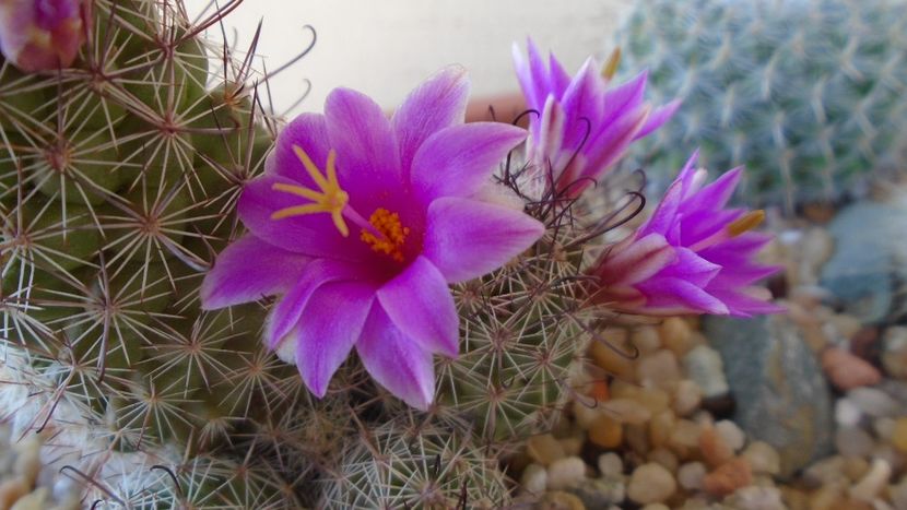 Mammillaria grahamii ssp. sheldonii - Cactusi 2021