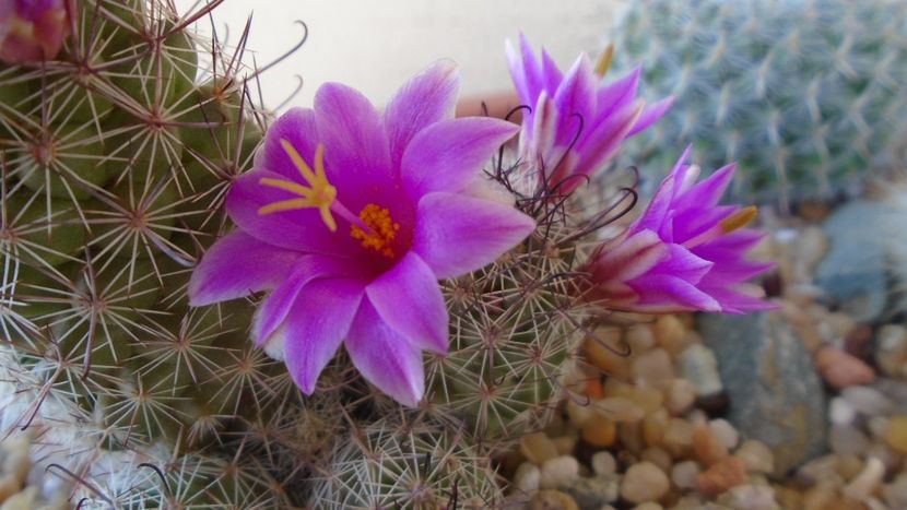 Mammillaria grahamii ssp. sheldonii - Cactusi 2021