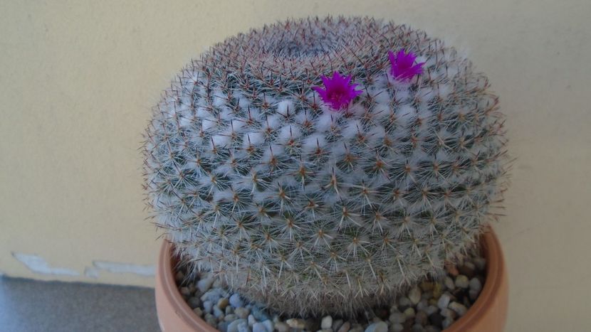 Mammillaria formosa ssp. chionocephala - Cactusi 2021