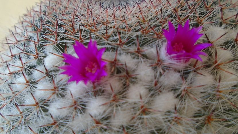 Mammillaria formosa ssp. chionocephala - Cactusi 2021